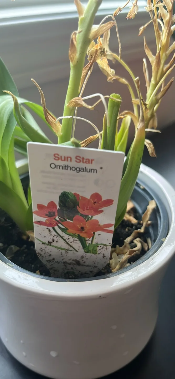 Sun Star Ornithogalum Flower Plant image indicator(5)