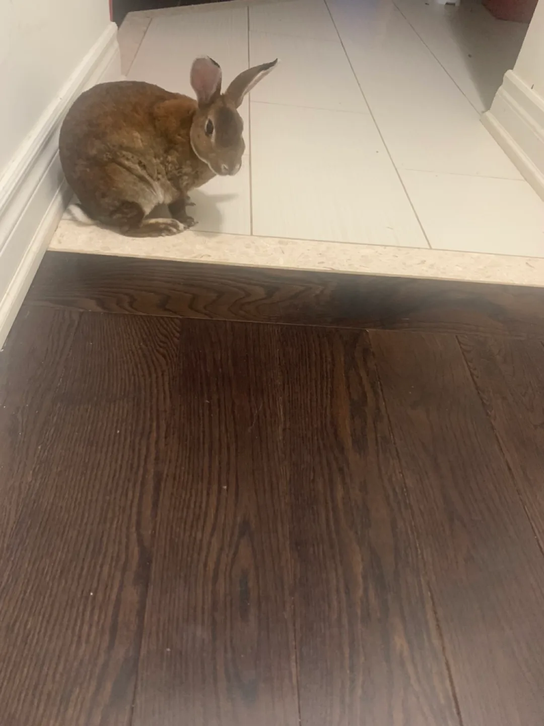 Lost missing bunny thumbnail