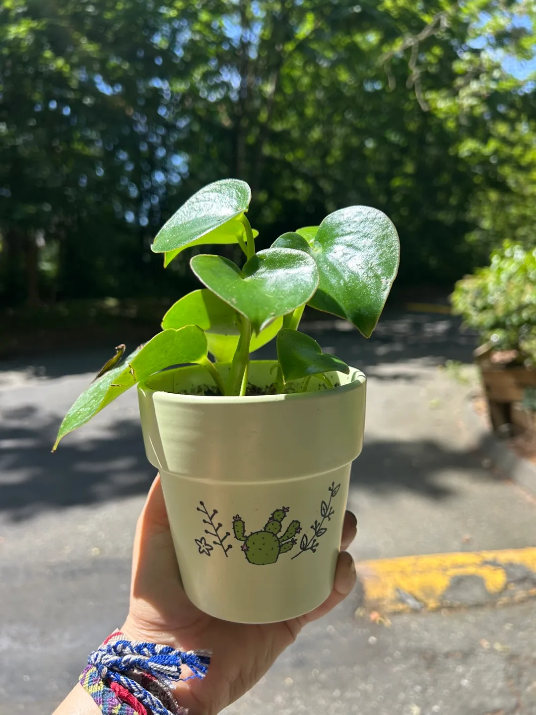 Raindrop Peperomia thumbnail