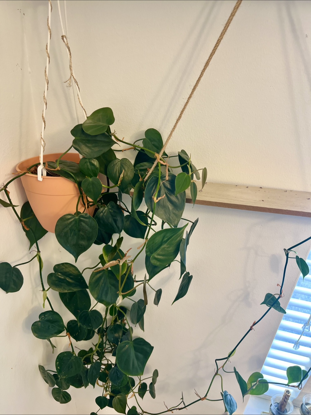 Pothos Plant - photo 2