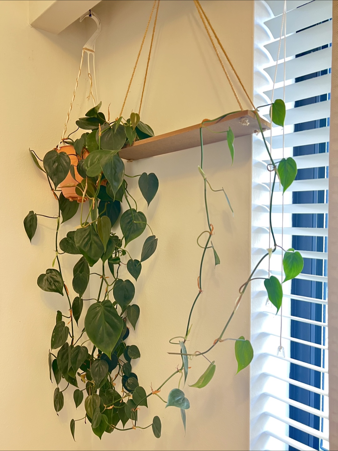 Pothos Plant