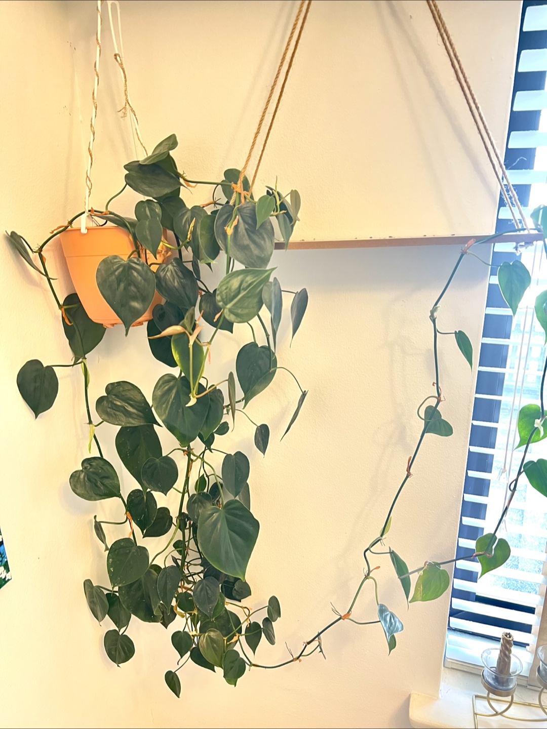 Pothos Plant - photo 3