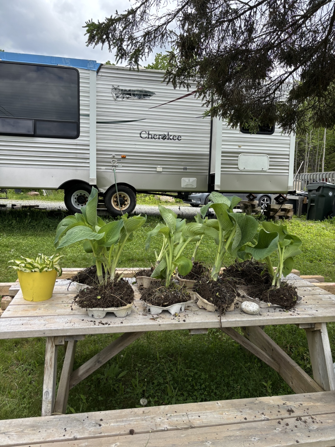 Hosta plants