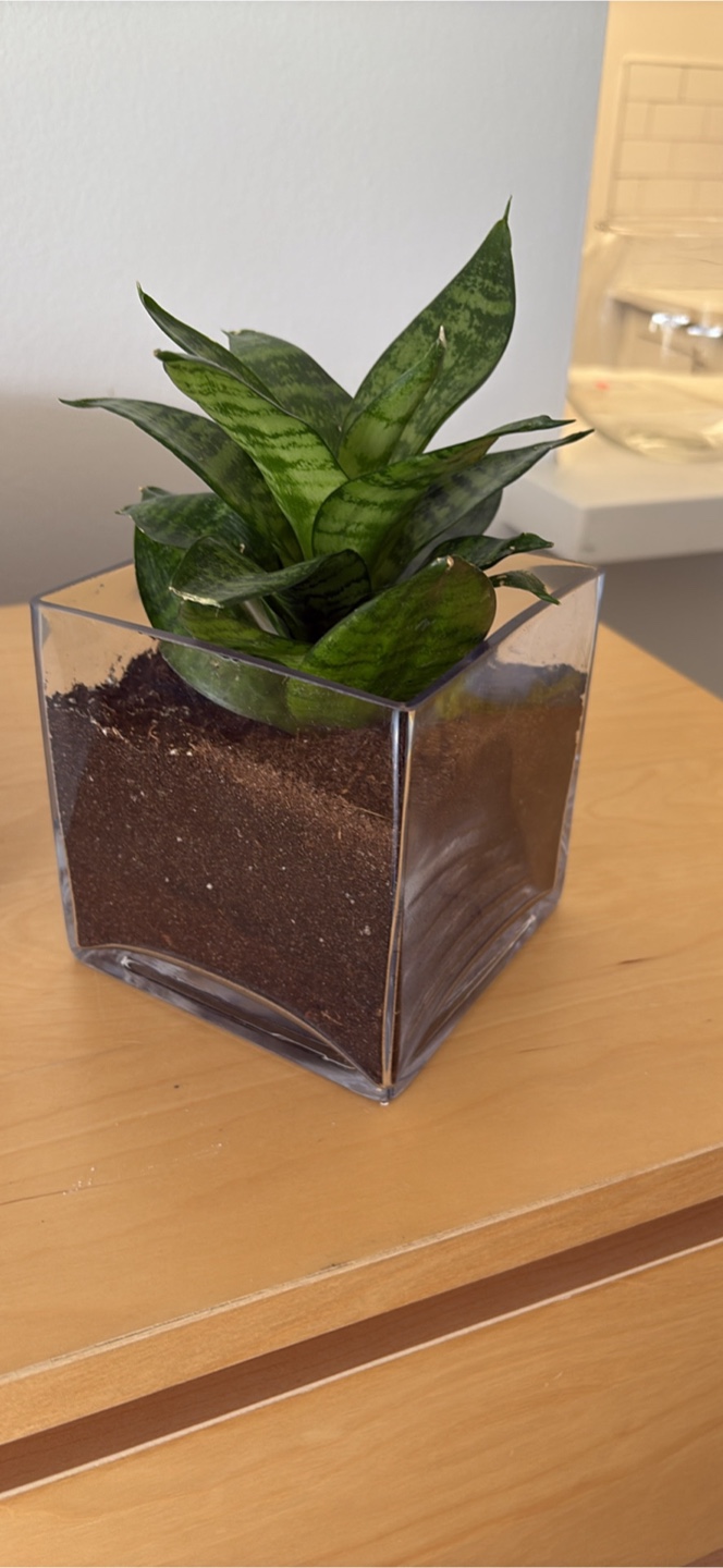 Snake  Plant w/ 5 inches tall glass pot