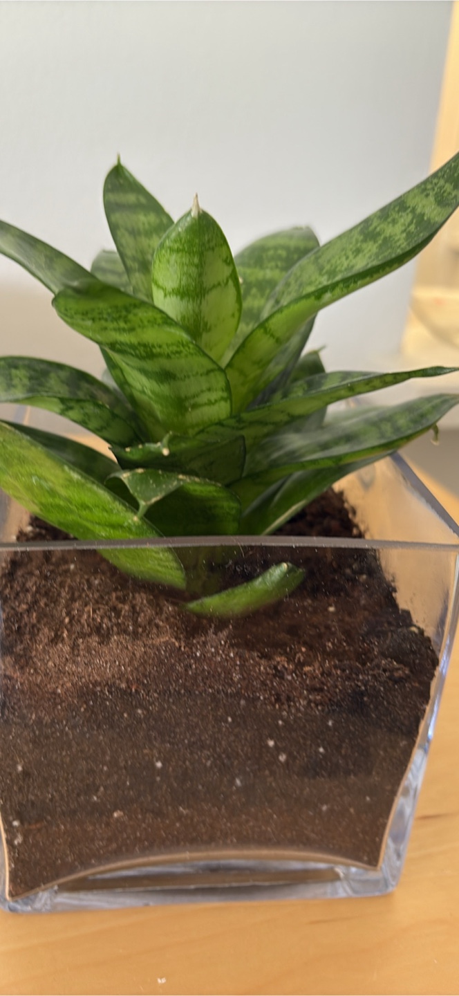 Snake  Plant w/ 5 inches tall glass pot - photo 3