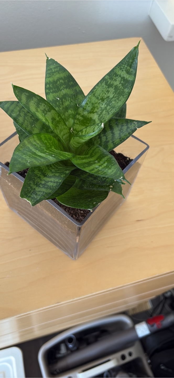 Snake  Plant w/ 5 inches tall glass pot - photo 2