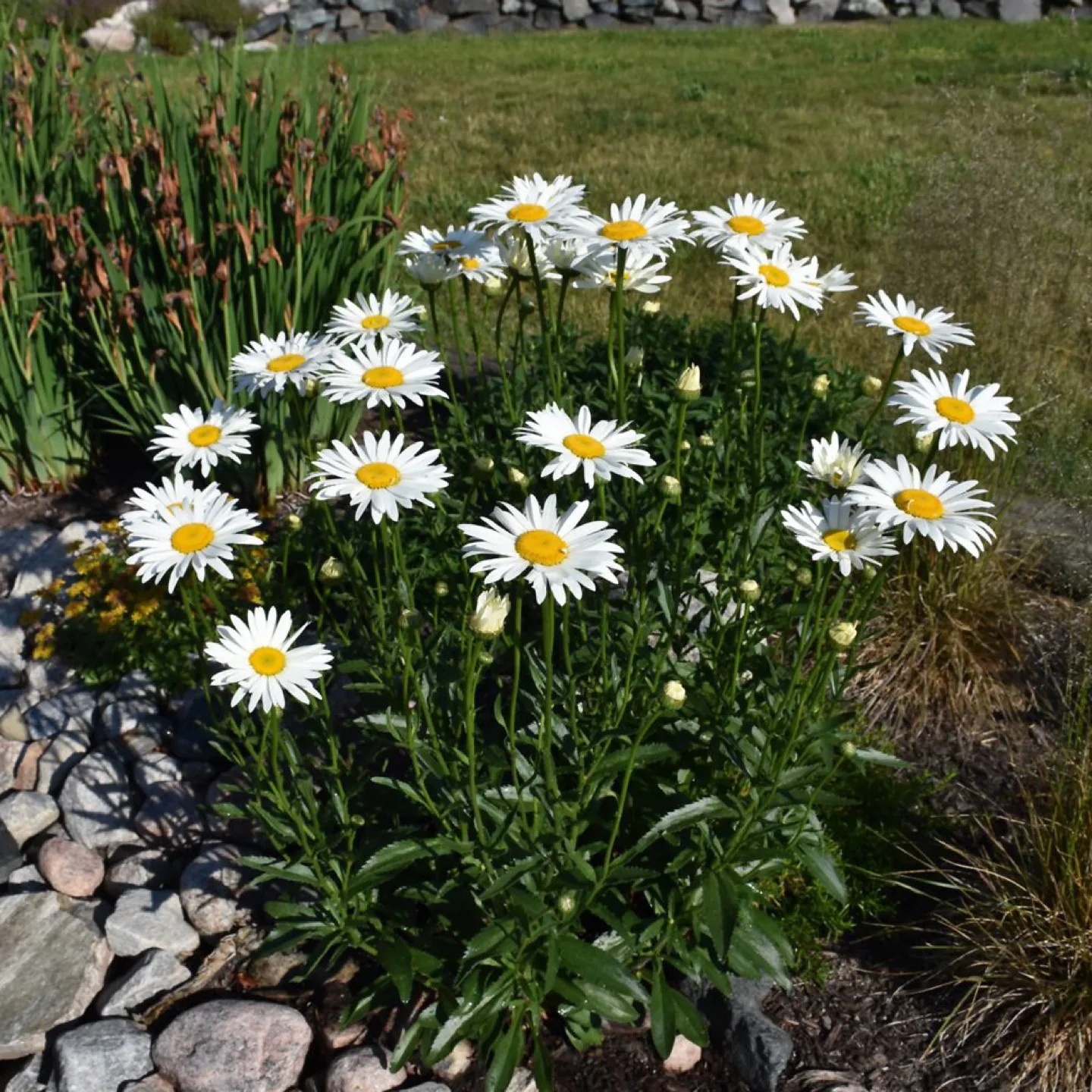 White Daisy Plant thumbnail