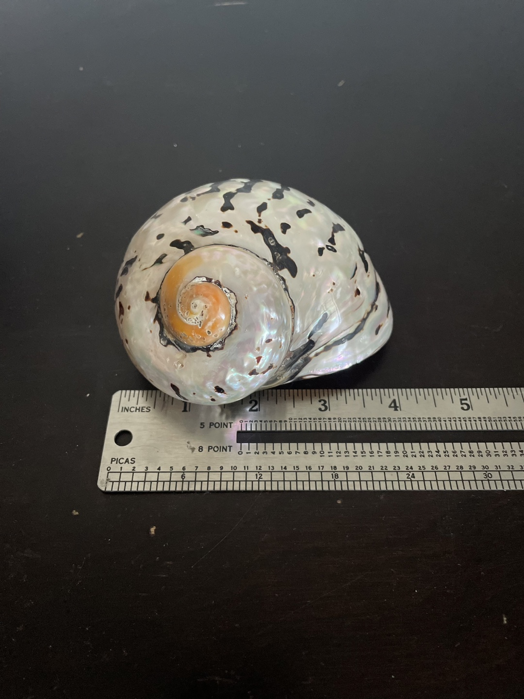 Large Decorative Seashell - photo 2