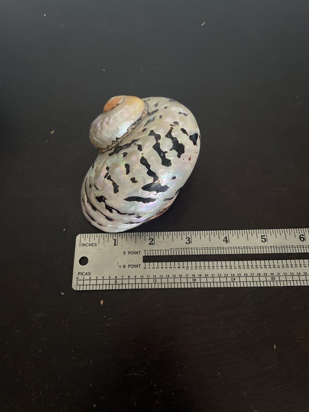 Large Decorative Seashell - photo 4