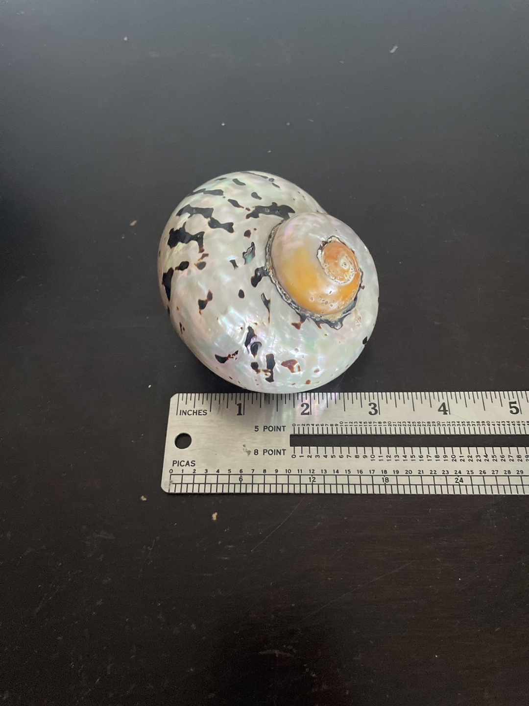 Large Decorative Seashell - photo 3