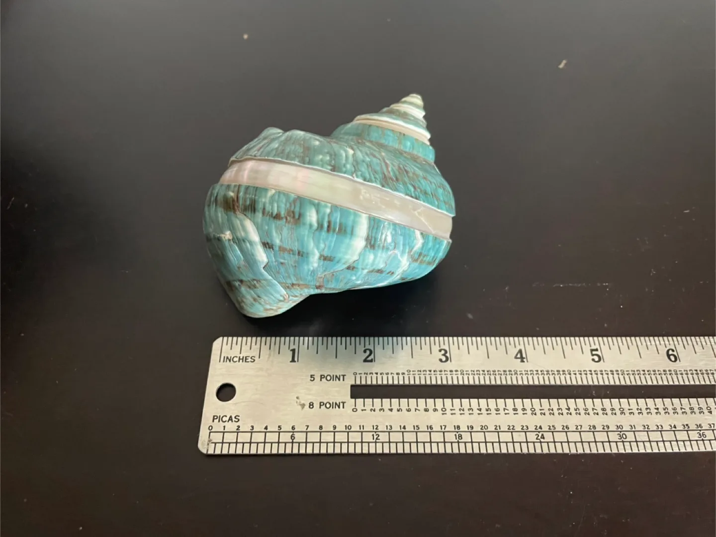 Large Jade Turbo Imperial Banded Seashell image indicator(3)