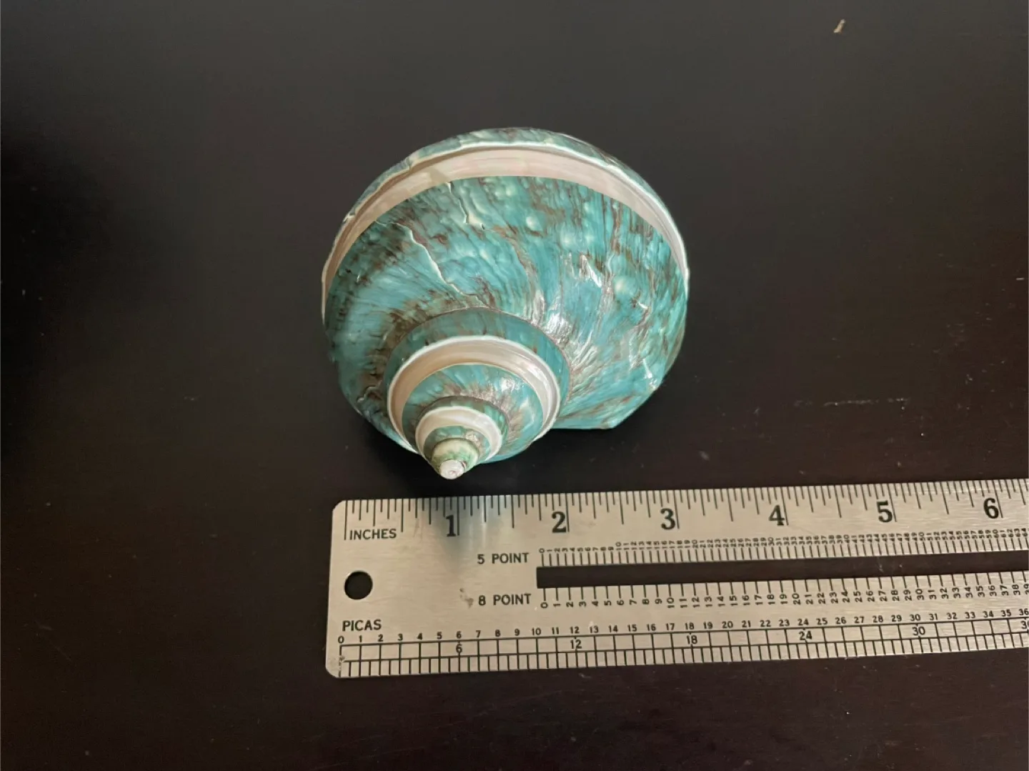 Large Jade Turbo Imperial Banded Seashell image indicator(2)