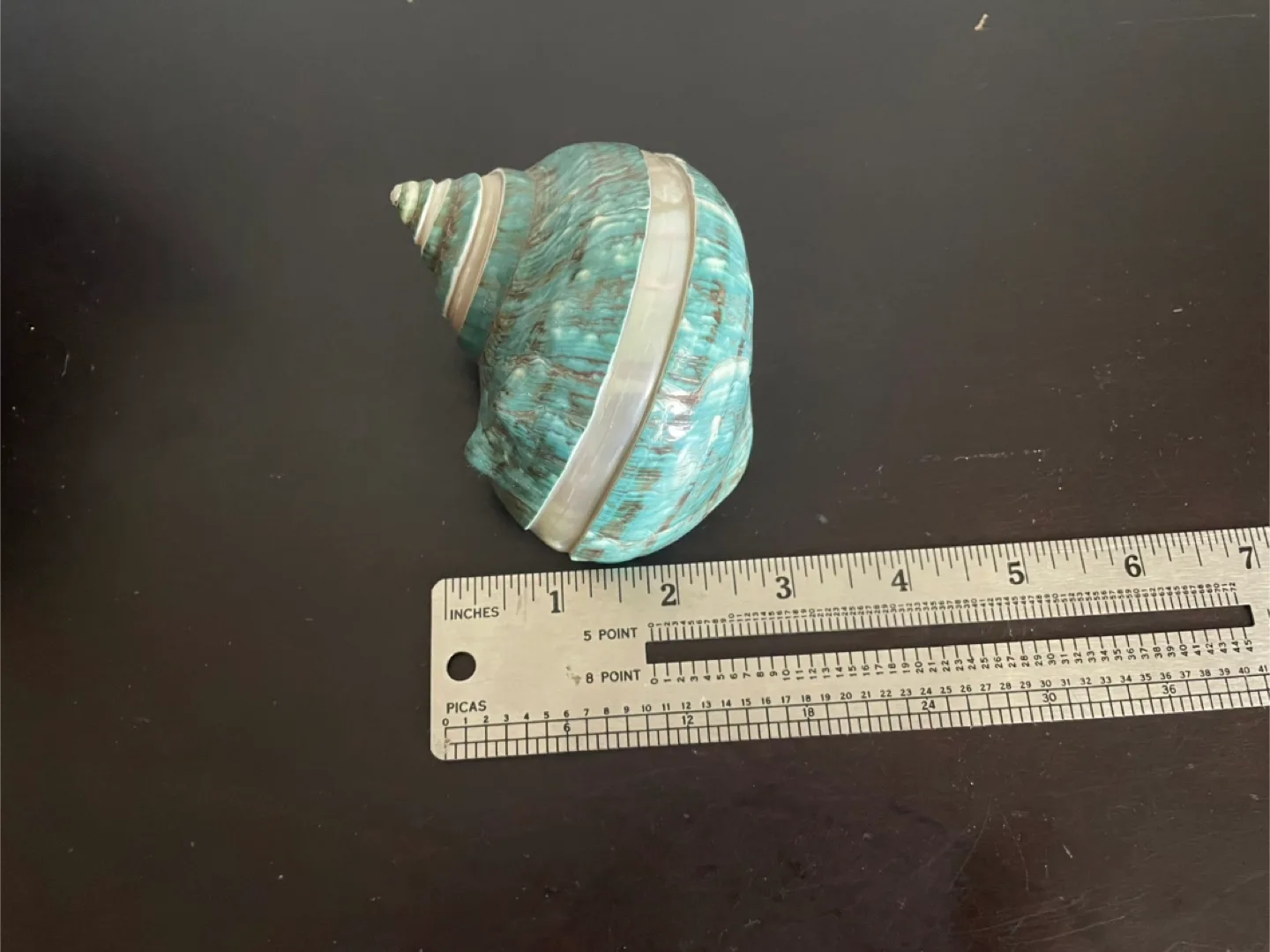 Large Jade Turbo Imperial Banded Seashell image indicator(4)
