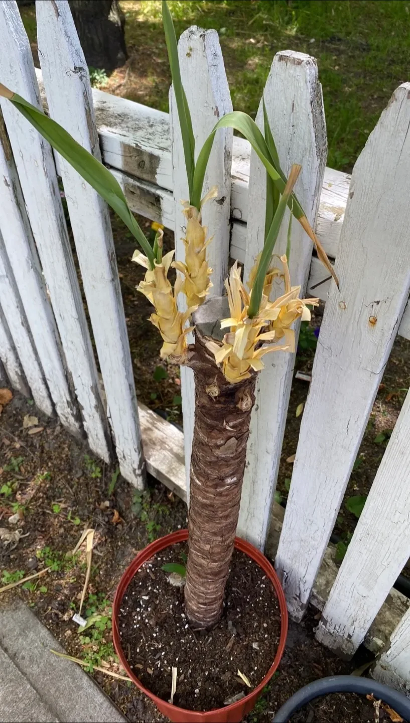 Spineless Yucca Plant 🥕💚 thumbnail
