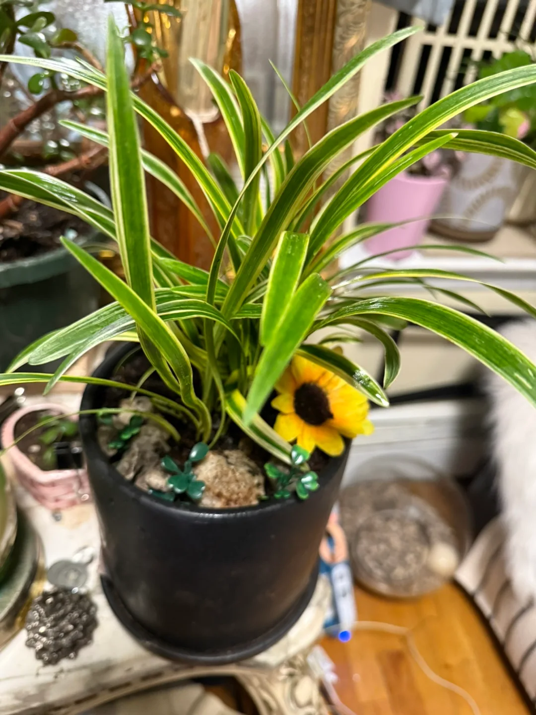 Indoor Plant Collection - Variety of Houseplants image indicator(6)