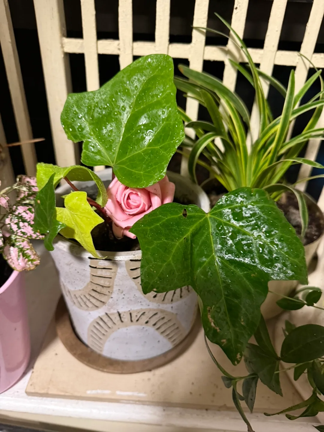 Indoor Plant Collection - Variety of Houseplants image indicator(7)