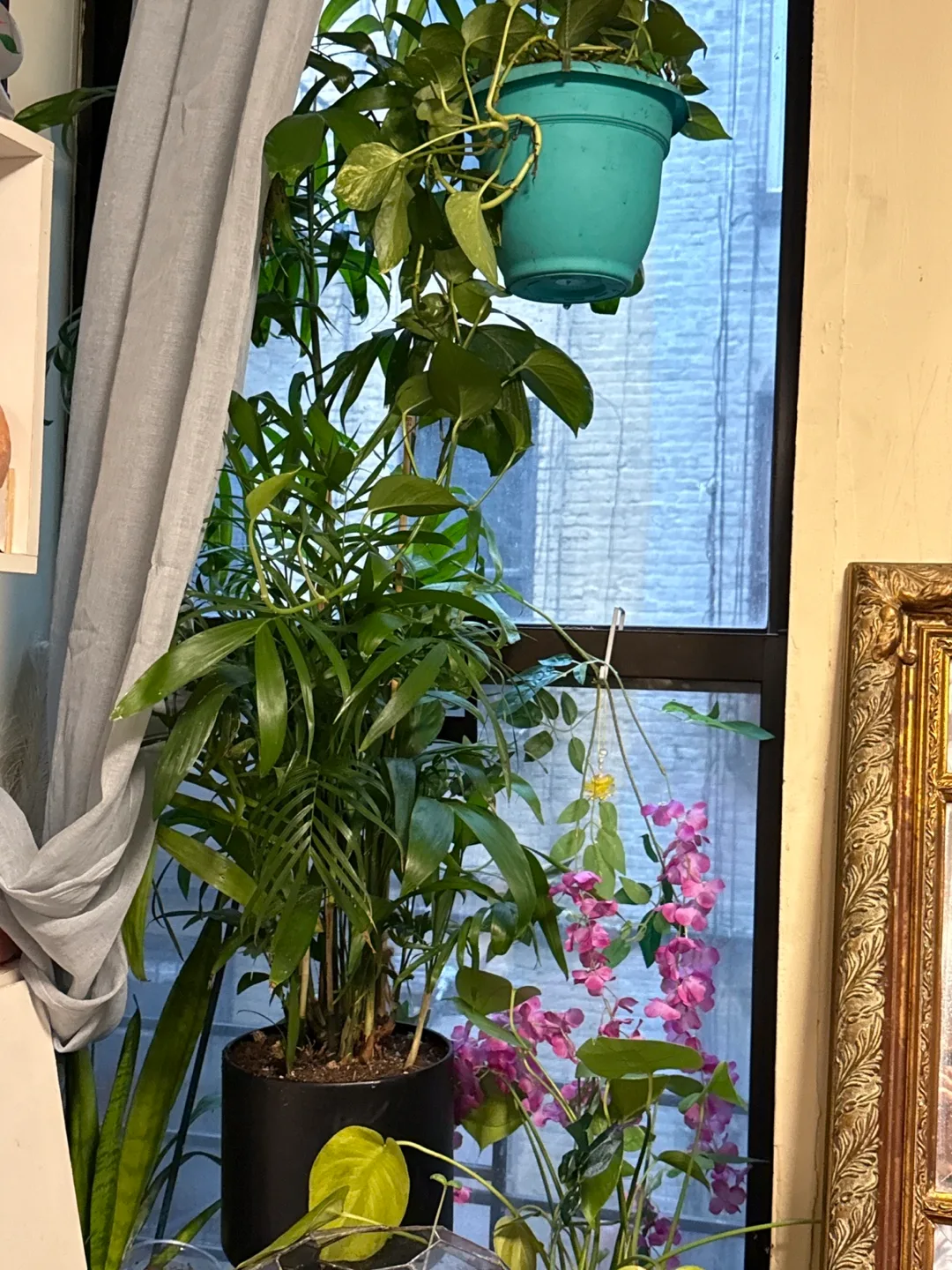 Indoor Plant Collection - Variety of Houseplants image indicator(8)