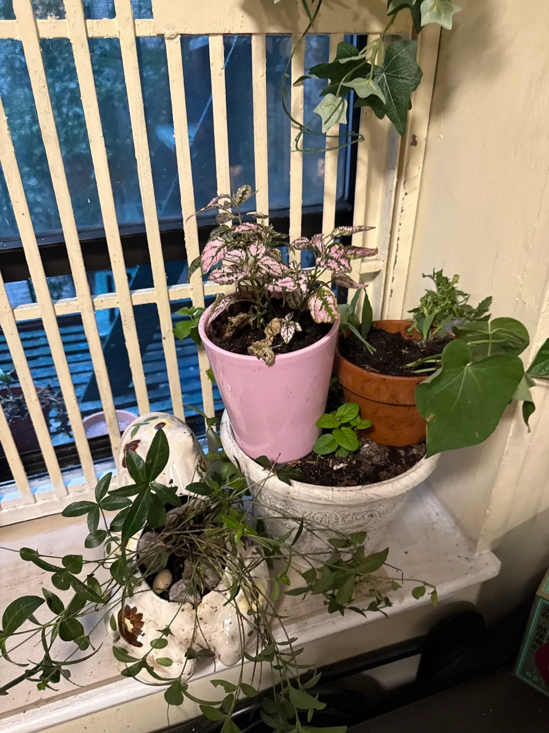 Indoor Plant Collection - Variety of Houseplants image indicator(9)