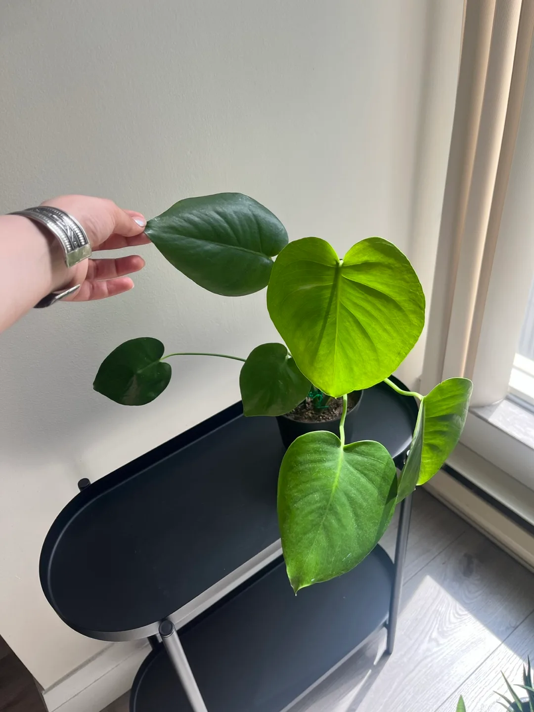 Monstera Plant - Houseplant thumbnail
