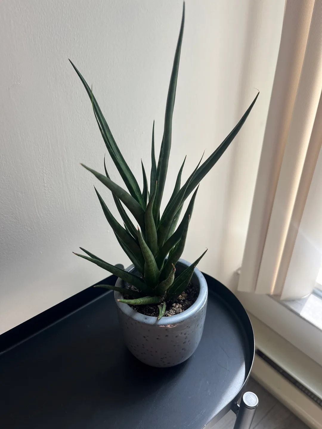 Sansevieria Plant thumbnail