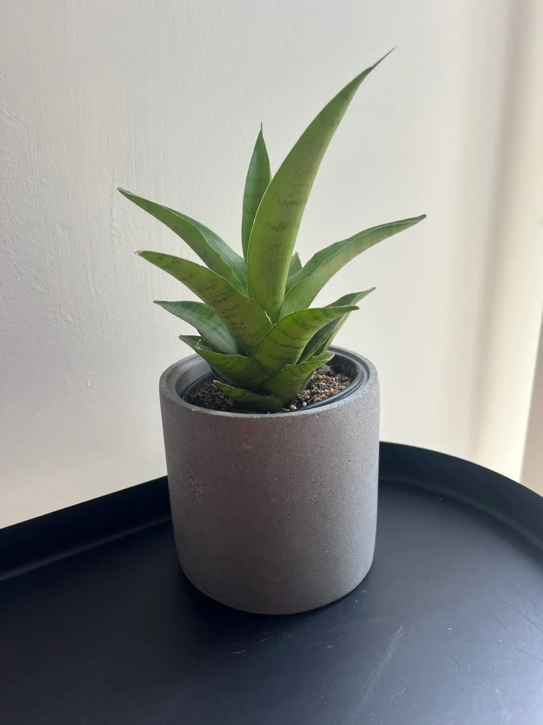 Small potted plant thumbnail