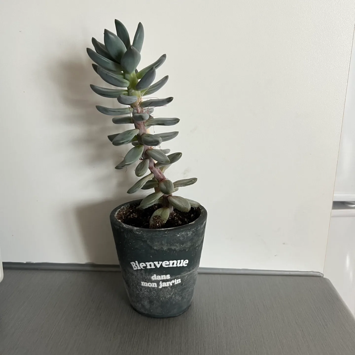 Plant #2: Succulent in pot thumbnail