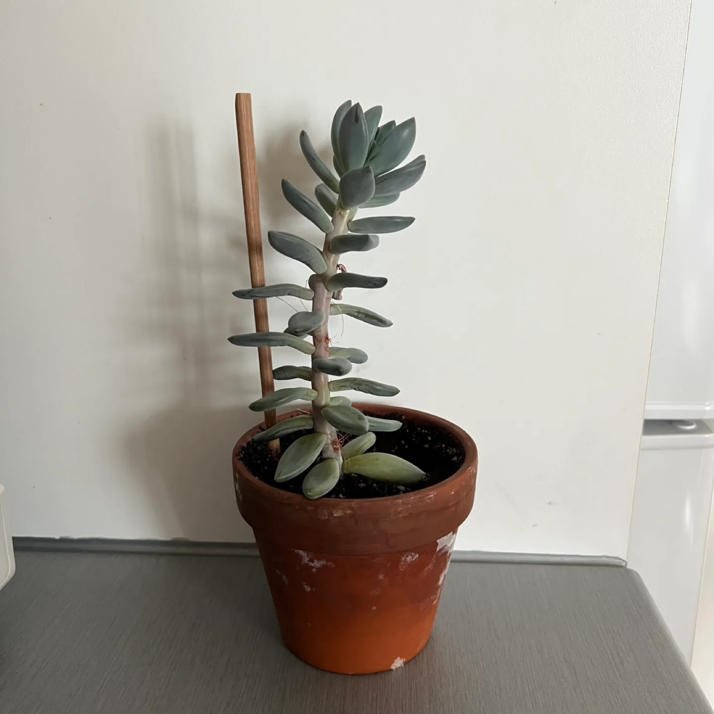 Plant #3: Succulent in terracotta pot thumbnail