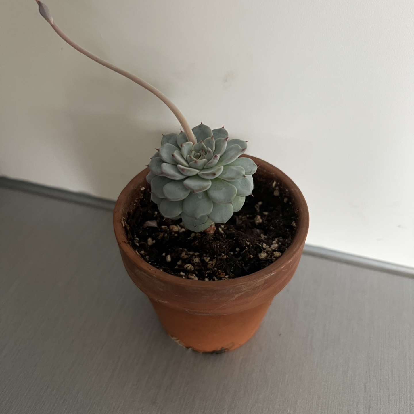 Plant #8: Echeveria Succulent in Terracotta Pot - photo 2