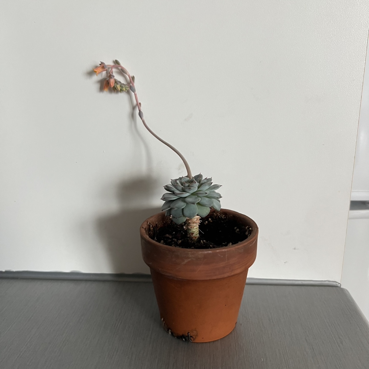 Plant #8: Echeveria Succulent in Terracotta Pot
