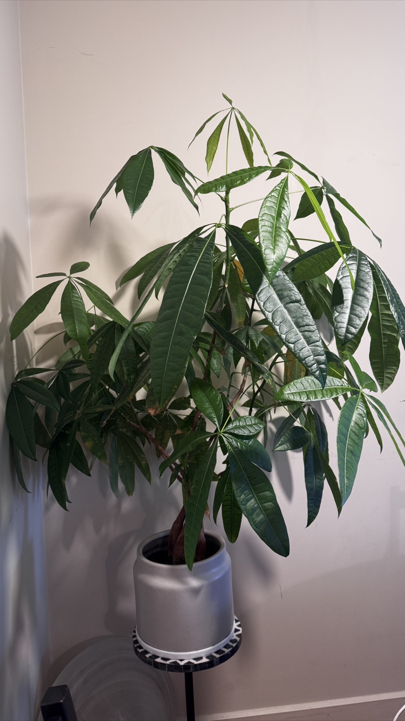 Healthy Money Tree Plant