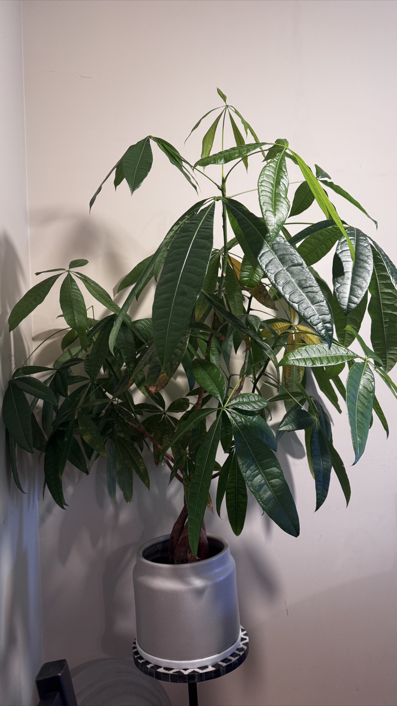 Healthy Money Tree Plant - photo 2