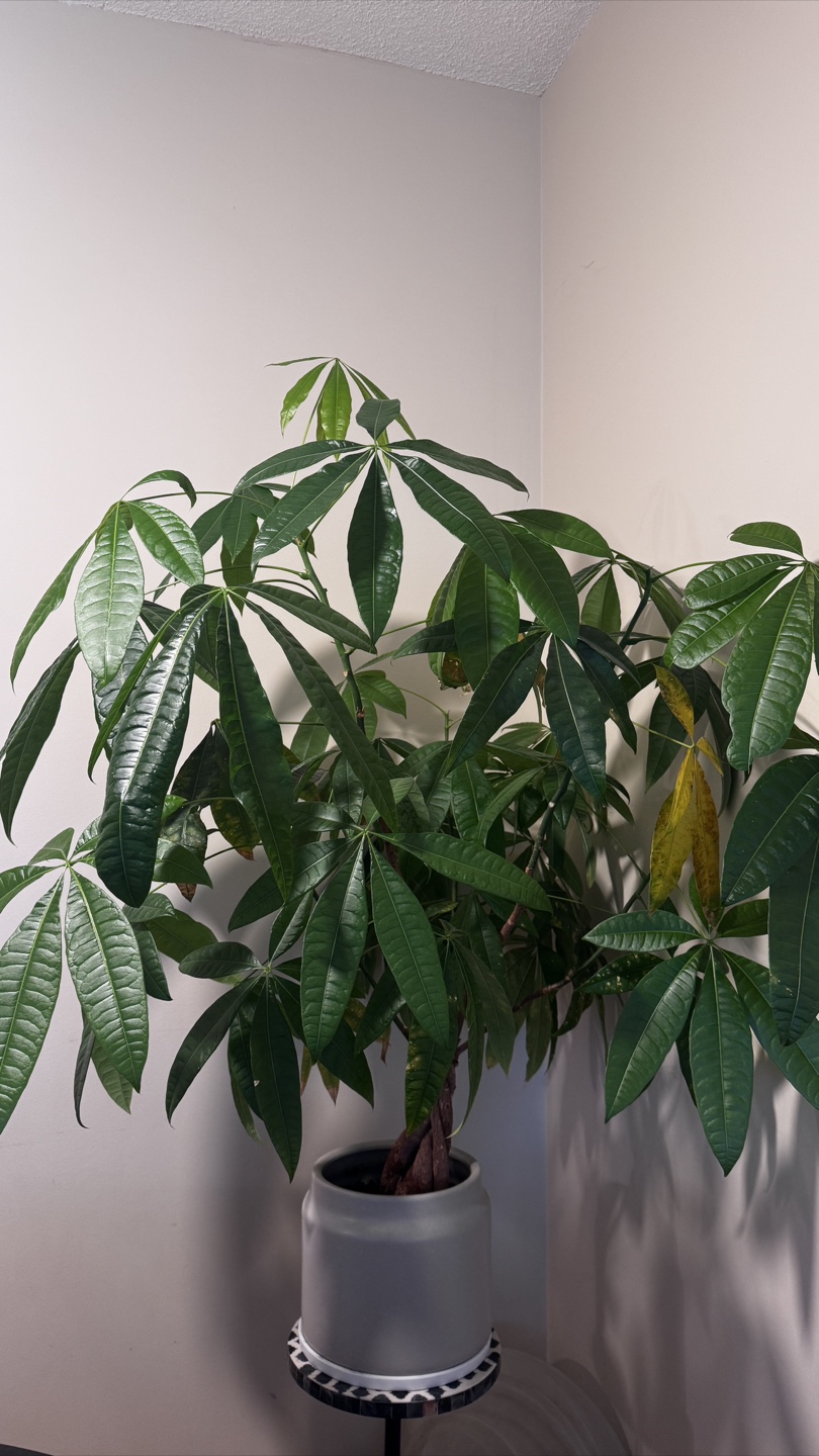 Healthy Money Tree Plant - photo 3