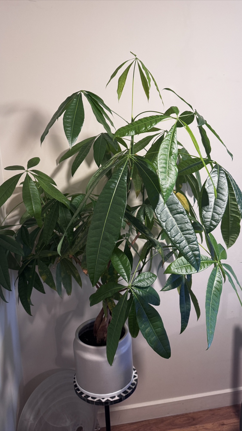 Healthy Money Tree Plant - photo 4