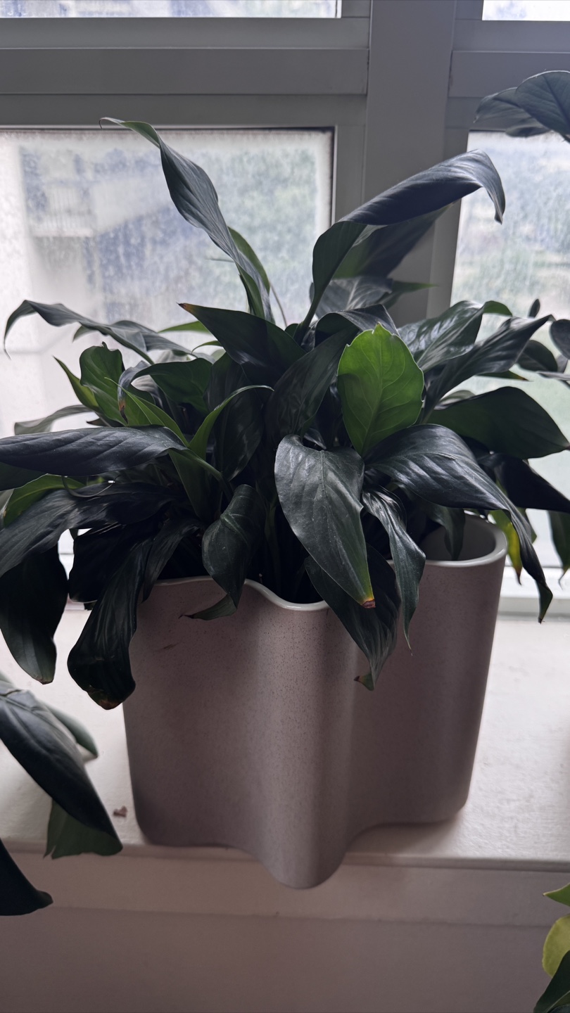 Potted Houseplant white lilies - photo 3