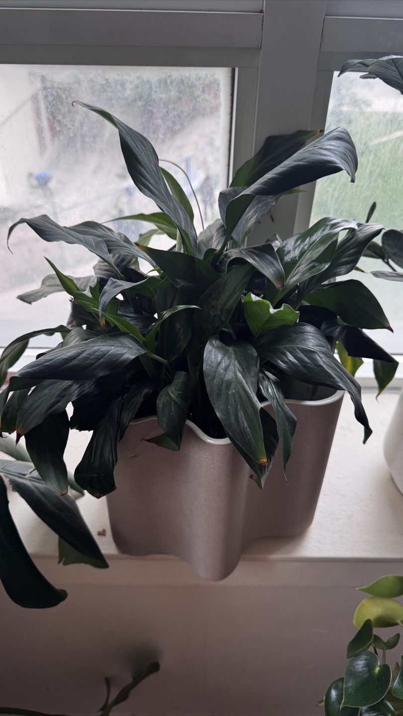 Potted Houseplant white lilies - photo 2