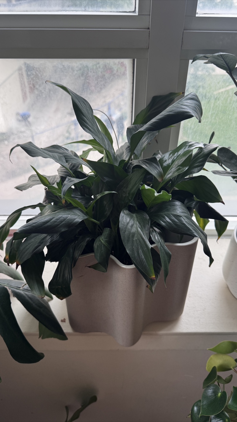 Potted Houseplant white lilies