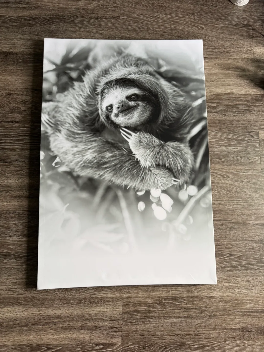 Sloth Canvas Wall Art thumbnail