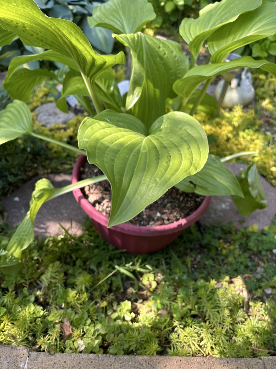 🥕Hotas - photo 2