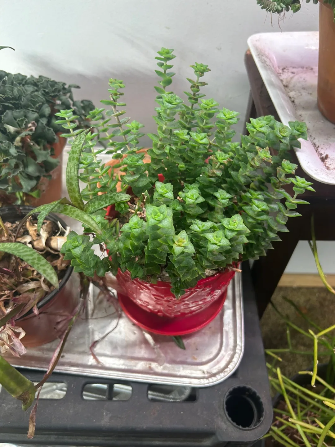 String of buttons plant thumbnail