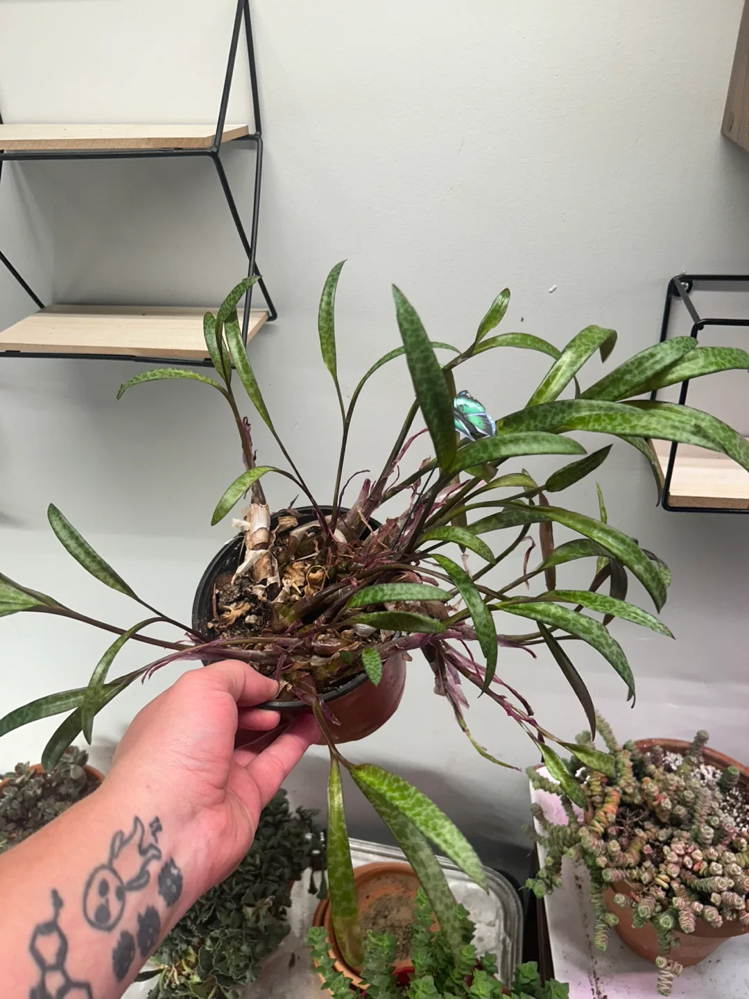 House plant in pot thumbnail