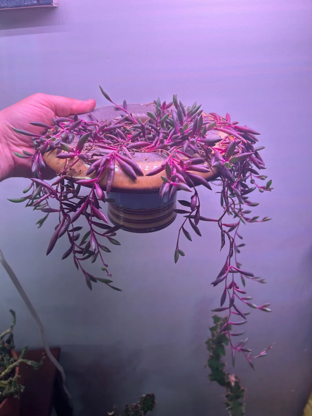 Ruby necklace plant thumbnail