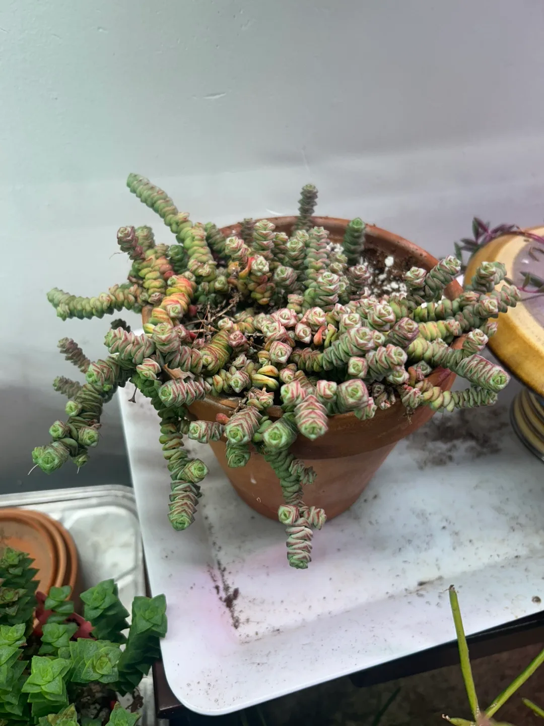 Succulent in Terracotta Pot thumbnail