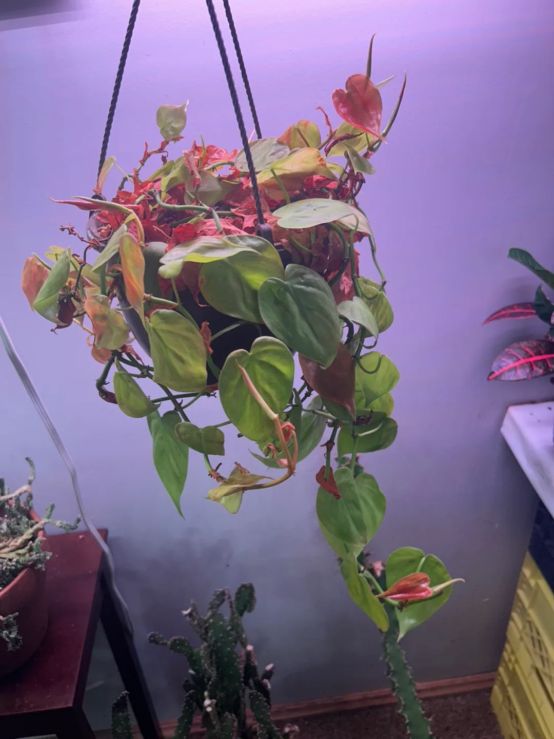 Hanging Plant with Dark Pot 💚 thumbnail