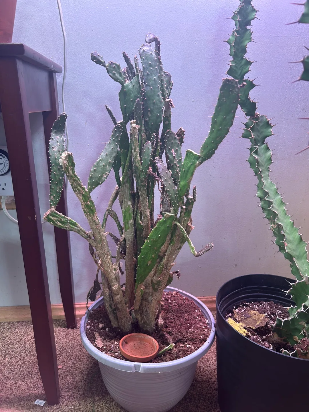 Large Cactus Plant 💚 thumbnail