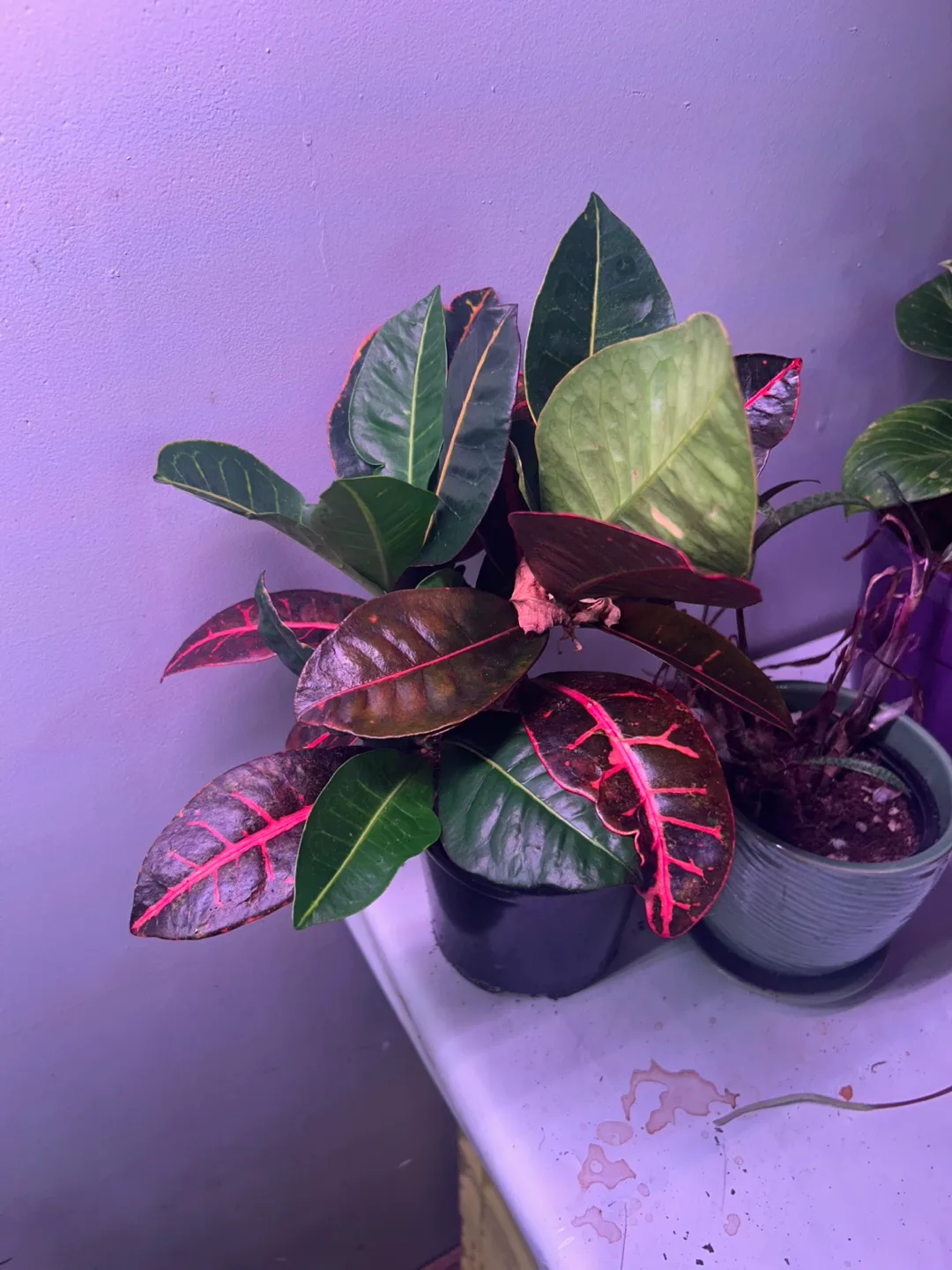 Colourful Plant 💚 thumbnail