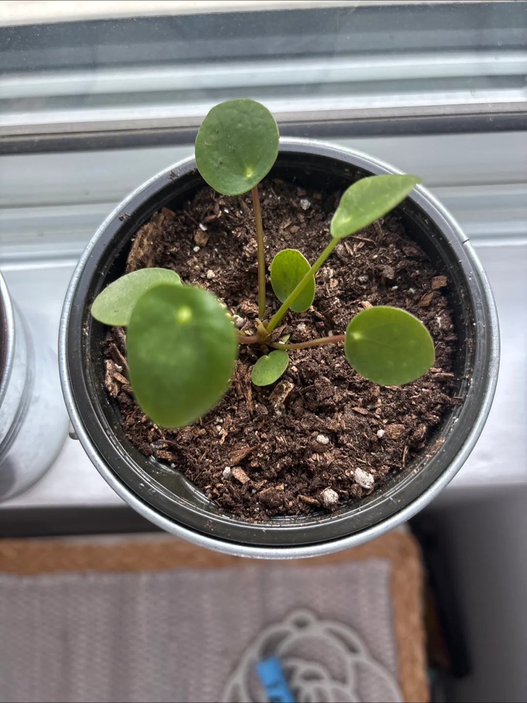Small Baby Pilea Plant image indicator(2)