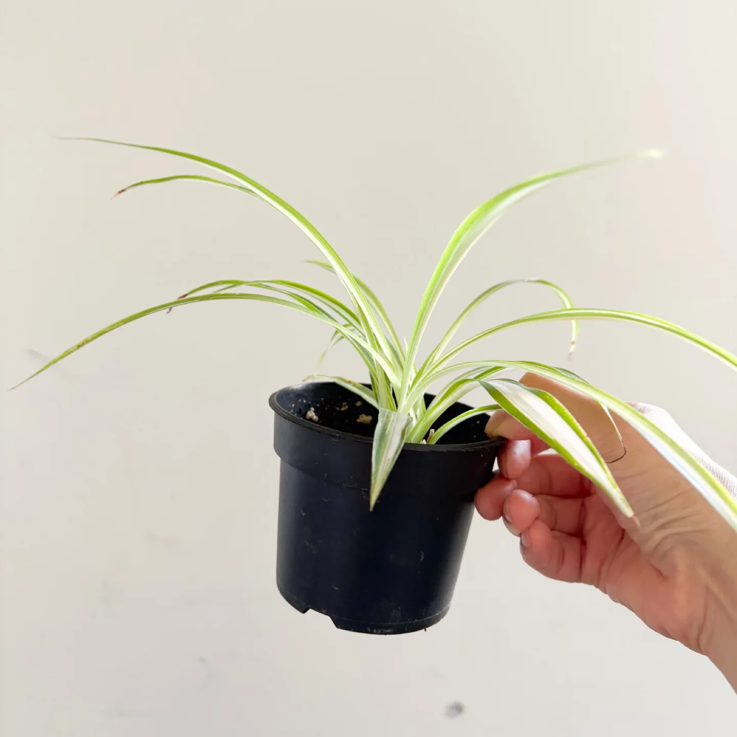 Healthy Variegated Spider Plant thumbnail