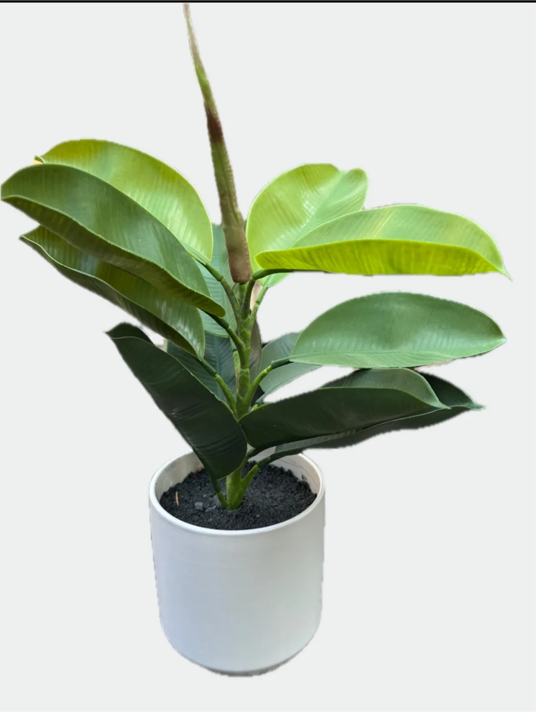 💚Artificial Rubber Plant in White Pot 💚 thumbnail