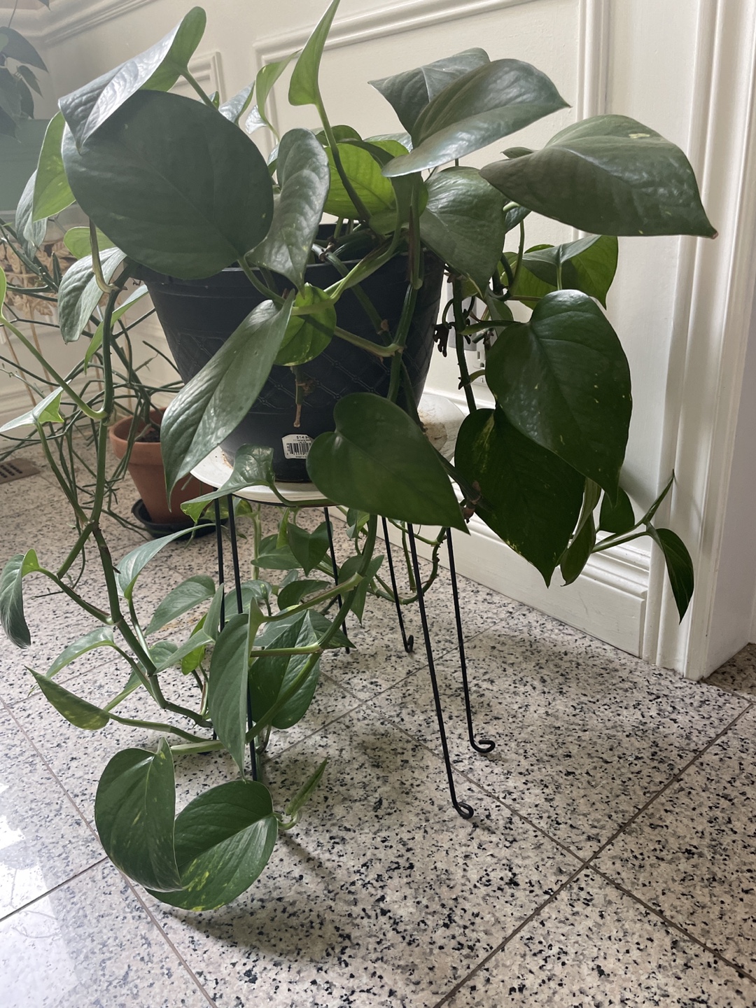 Pothos Plant in Decorative Pot with Stand - photo 2