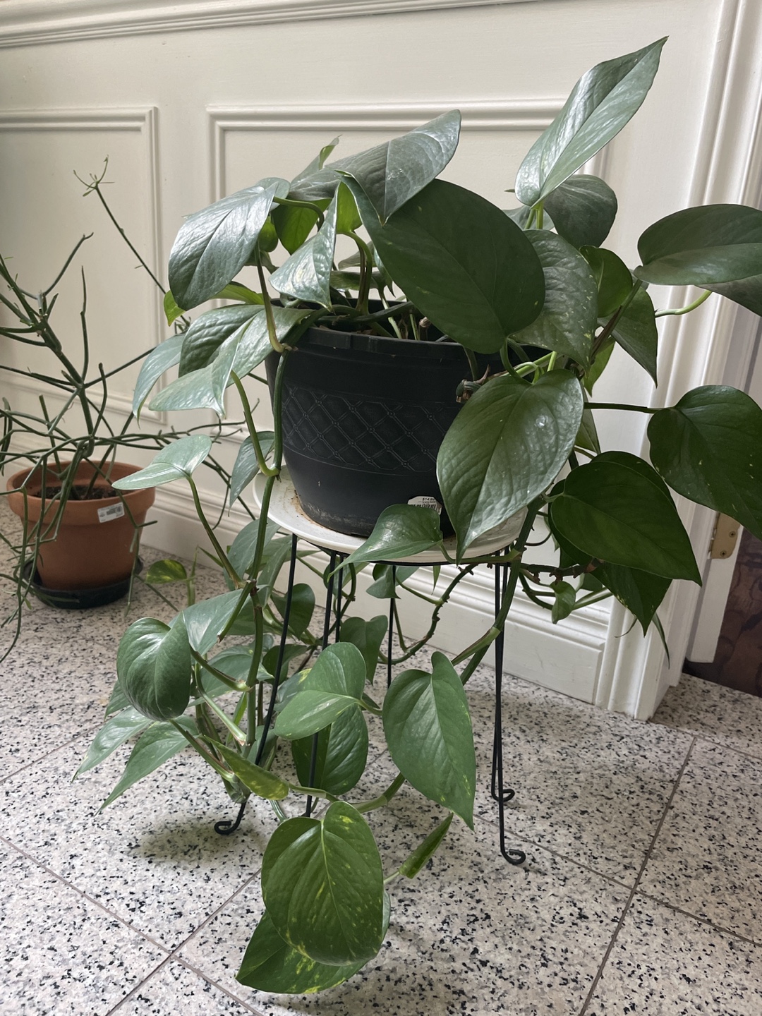 Pothos Plant in Decorative Pot with Stand
